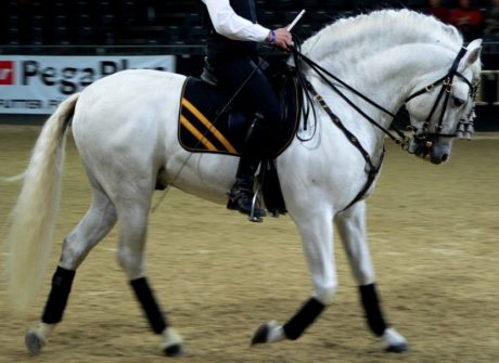 Caballo Andaluz