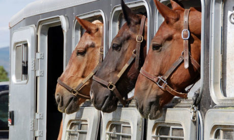 ¿Qué hace falta para transportar caballos en un van?