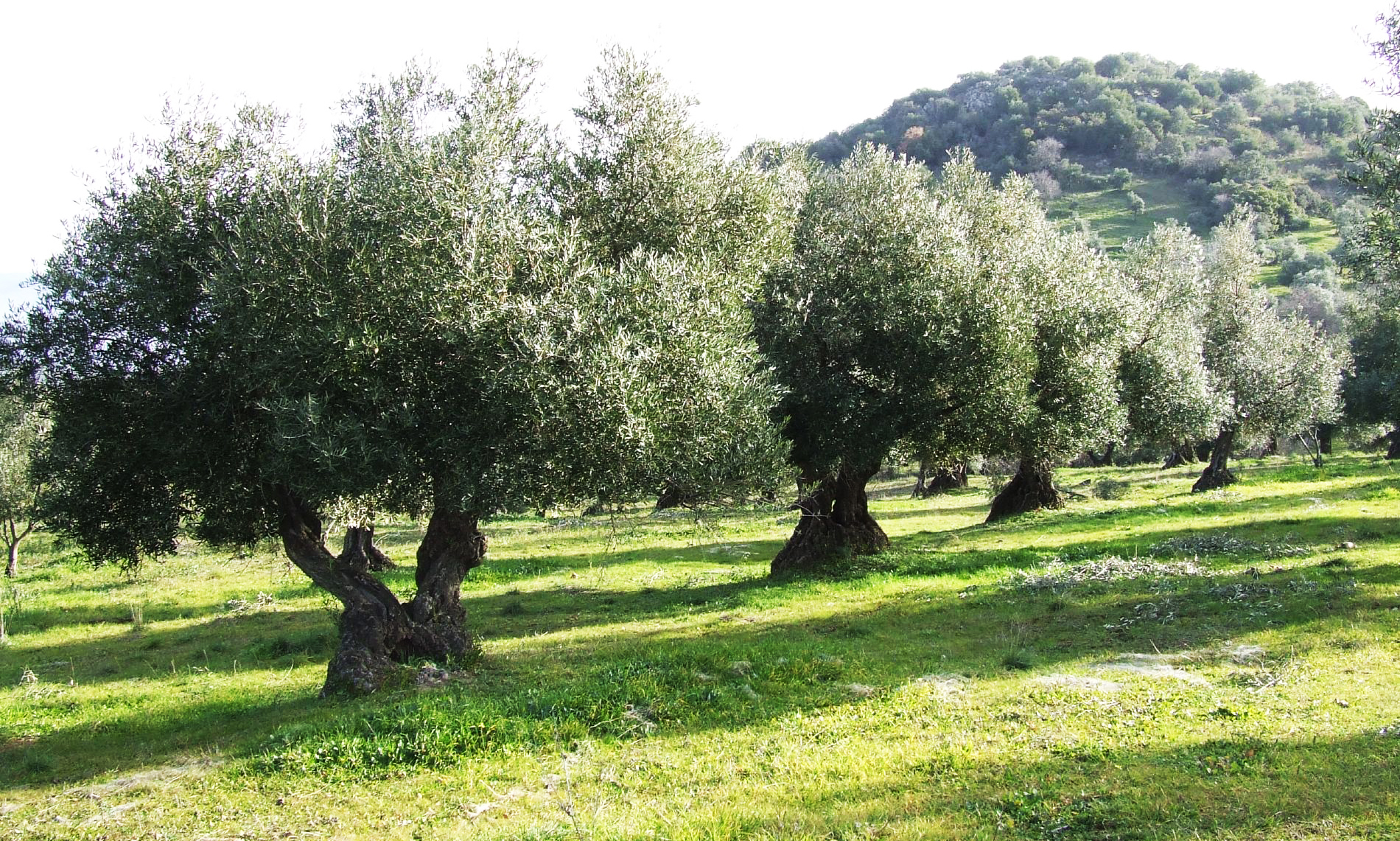 Convocatoria 2018 de ayudas a jóvenes agricultores en Andalucía