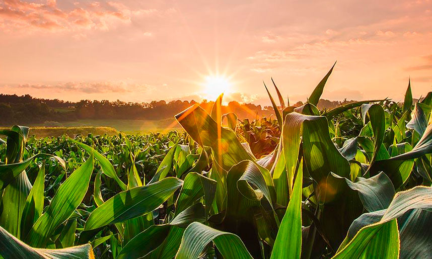 La empresa agraria