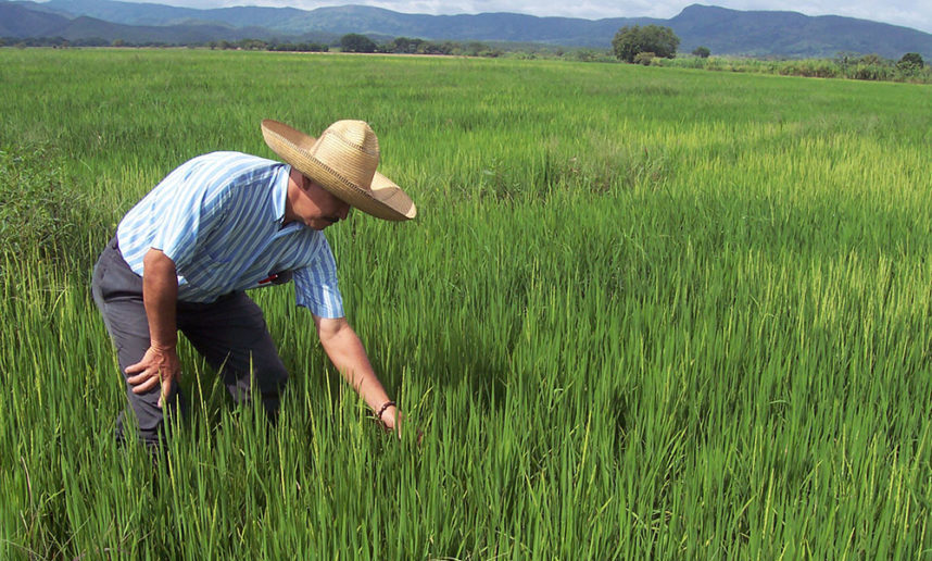 La siembra del arroz en España