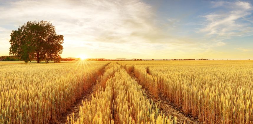 Todo sobre Seguros Agrarios de cultivos herbáceos