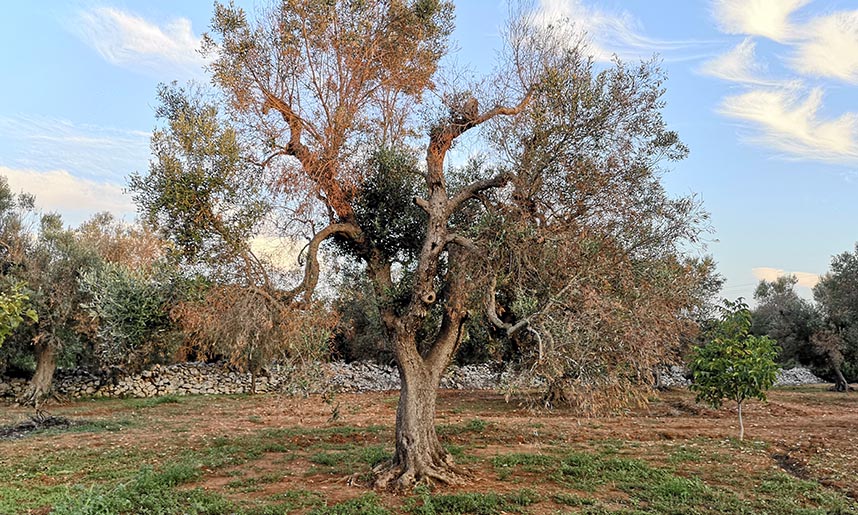 Prevenir y combatir la Xylella Fastidiosa en olivos