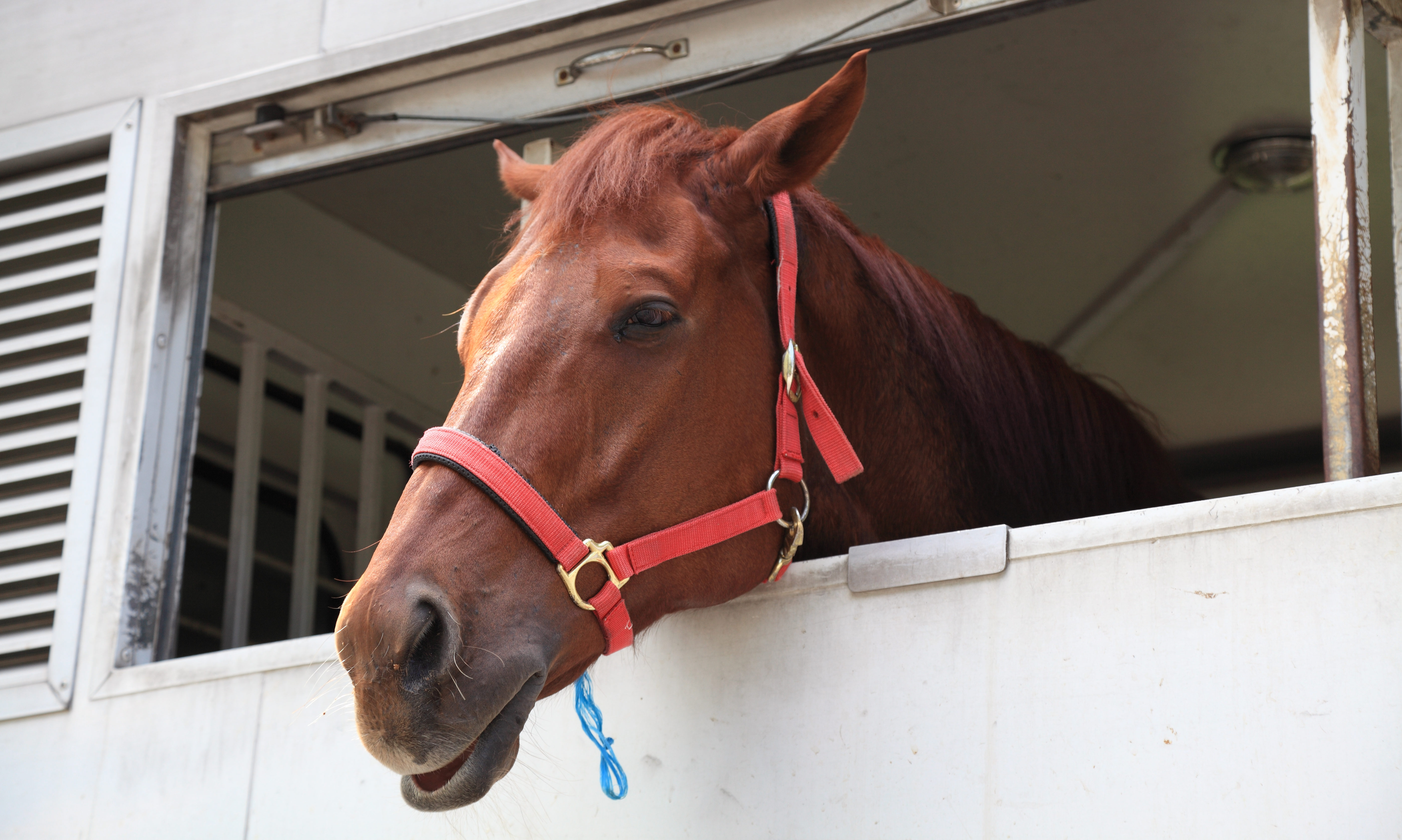 Bienestar animal caballos