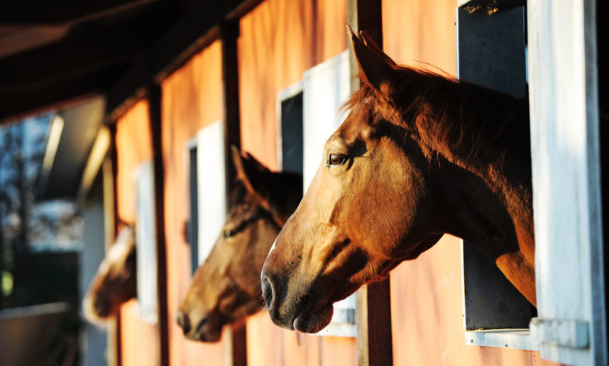 Bienestar Animal caballos