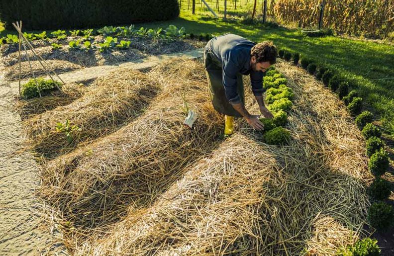 Política Agrícola Común 2020