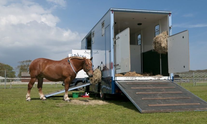 Autorización transportistas animales vivos