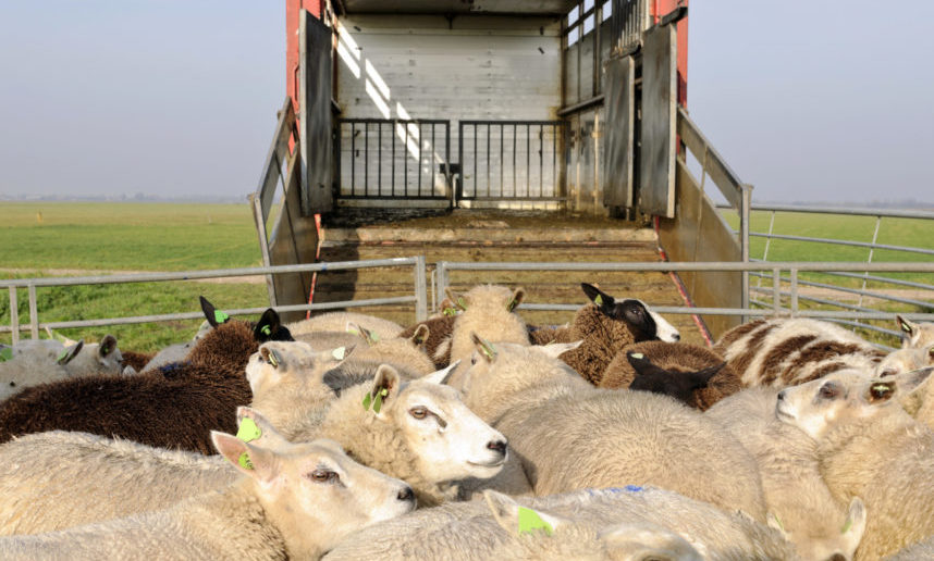 Transporte de animales vivos