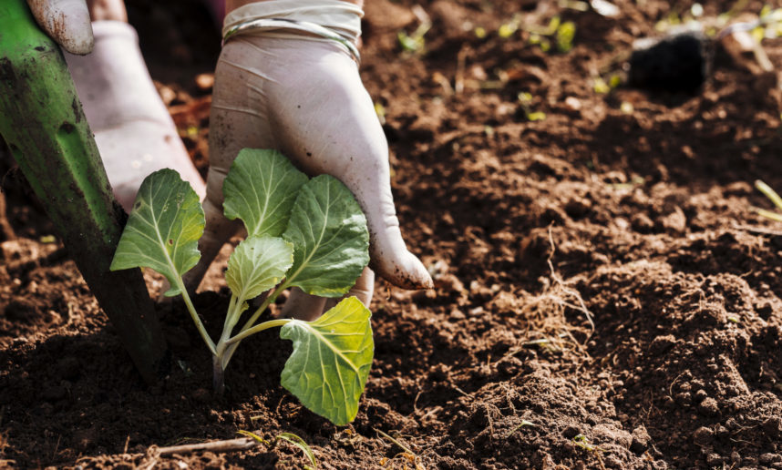 Ayudas incorporación a la empresa agraria jóvenes agricultores Extremadura